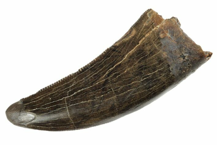 Serrated Tyrannosaur Tooth - Judith River Formation #192533